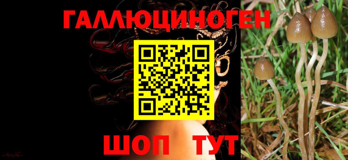 Галлюциногенные грибы Cubensis  Вход с VPN  Псилоцибиновые грибы Cubensis  как найти наркотики  Великий Устюг 